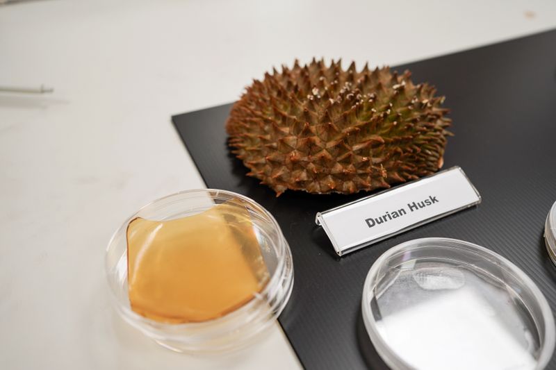 &copy; Reuters. Cáscara de durian y placa de Petri que contiene una hoja de hidrogel de celulosa hecha de cáscara de durian con fenoles de levadura se ven en Singapur, 16 septiembre 2021.
REUTERS/Lee Ying Shan