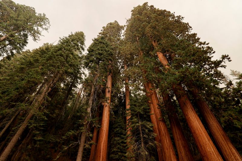 California's giant sequoias remain safe from growing wildfire
