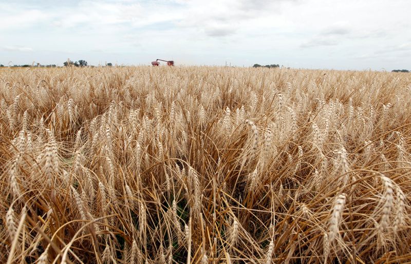 © Reuters. Colheita de trigo
20/09/2021
REUTERS/Enrique Marcarian (ARGENTINA - Tags: AGRICULTURE BUSINESS)