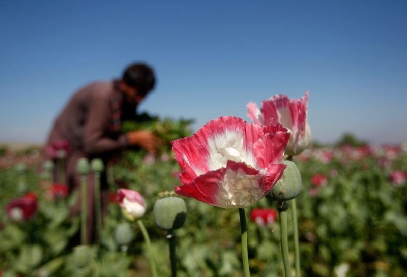 &copy; Reuters. FILE PHOTO: An Afghan man works on a poppy field in Jalalabad province April 17, 2014.  REUTERS/ Parwiz 