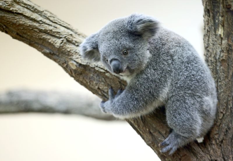 &copy; Reuters. La population de koalas en Australie a diminué de 30% au cours des trois dernières années en raison des sécheresses, des incendies et de la déforestation. /Photo d'archives/REUTERS/Lisi Niesner
