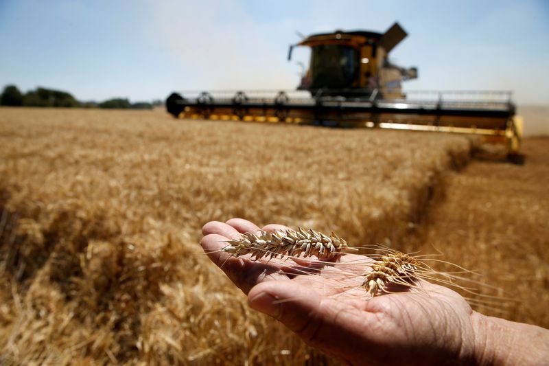 &copy; Reuters. FILE PHOTO: A French farmer displays two ears of wheat as he harvests his field in Rumilly, northern France, July 13, 2020. REUTERS/Pascal Rossignol//File Photo