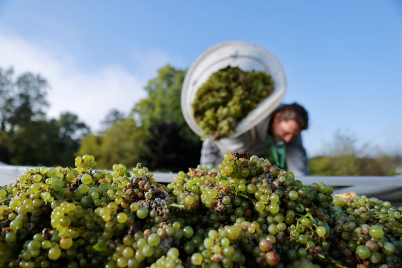 &copy; Reuters. A worker harvests grapes at the Domaine Pinson vineyard in Chablis, France, September 22, 2021.  REUTERS/Pascal Rossignol