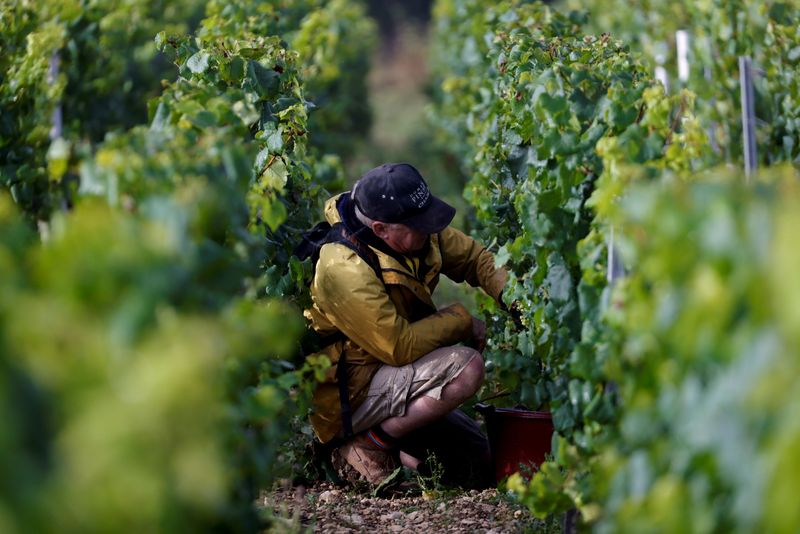 &copy; Reuters. A worker harvests grapes in a vineyard in Chablis, France, September 22, 2021.  REUTERS/Pascal Rossignol