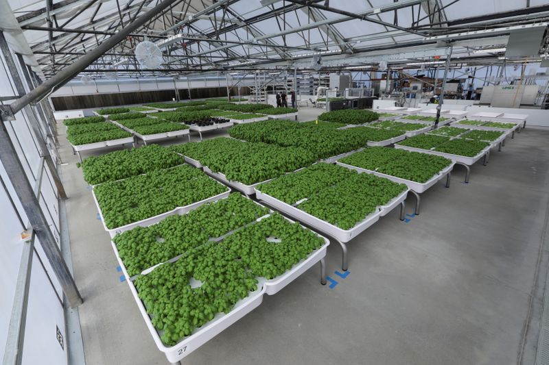 &copy; Reuters. Modules of Genovese basil and other plants are seen in the Iron Ox greenhouse in Gilroy, California, U.S. on September 15, 2021. Picture taken September 15, 2021. REUTERS/Nathan Frandino