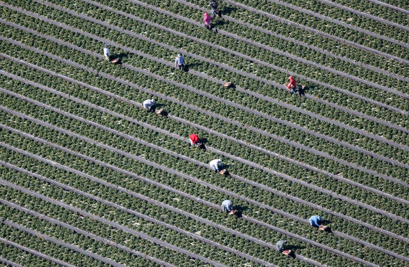 &copy; Reuters. FILE PHOTO: An aerial view shows field workers picking vegetables on a farm in Oxnard, California February 24, 2015.   REUTERS/Lucy Nicholson