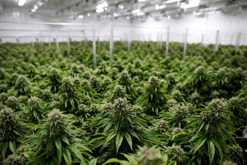 &copy; Reuters. FILE PHOTO: Chemdawg marijuana plants grow at a facility in Smiths Falls, Ontario, Canada October 29, 2019.  REUTERS/Blair Gable/File Photo