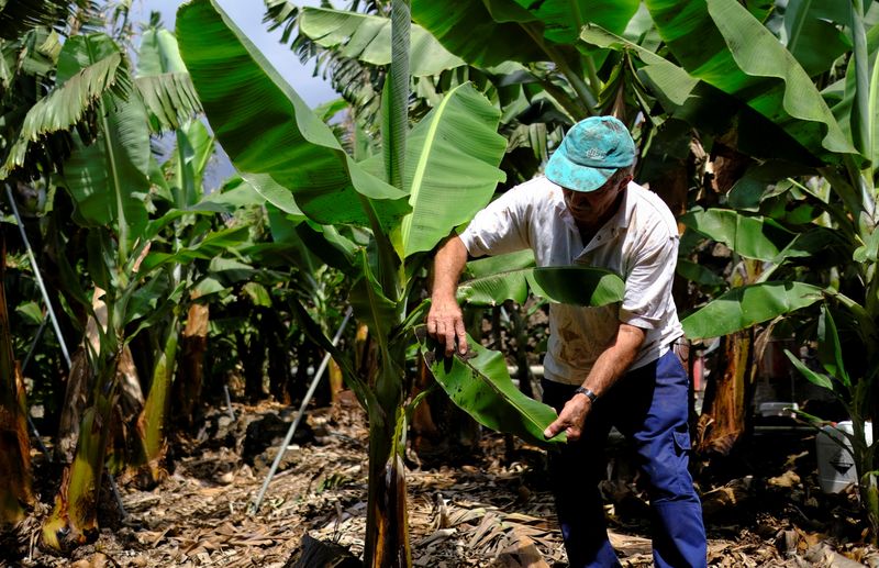 &copy; Reuters. Farmer Antonio Brito Alvarez, 65, removes the ash from a banana leaf in his field, which has been affected by the ash from the volcano eruption in the Cumbre Vieja park, at Los Llanos de Aridane on the Canary Island of La Palma, Spain September 23, 2021. 