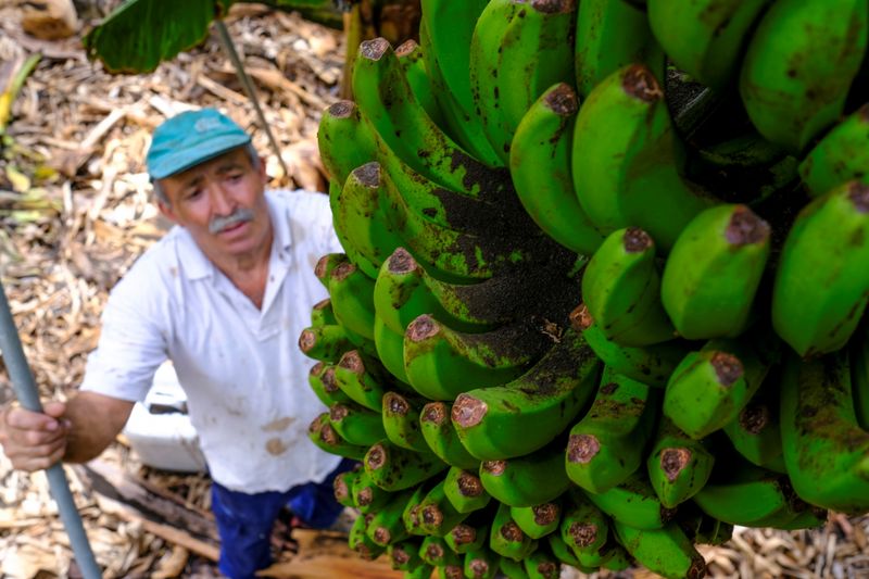 &copy; Reuters. El agricultor Antonio Brito Álvarez, de 65 años, inspecciona su campo de plátanos, que ha sido afectado por la ceniza de la erupción del volcán en el parque Cumbre Vieja, en Los Llanos de Aridane en la isla canaria de La Palma, España. Imagen tomada