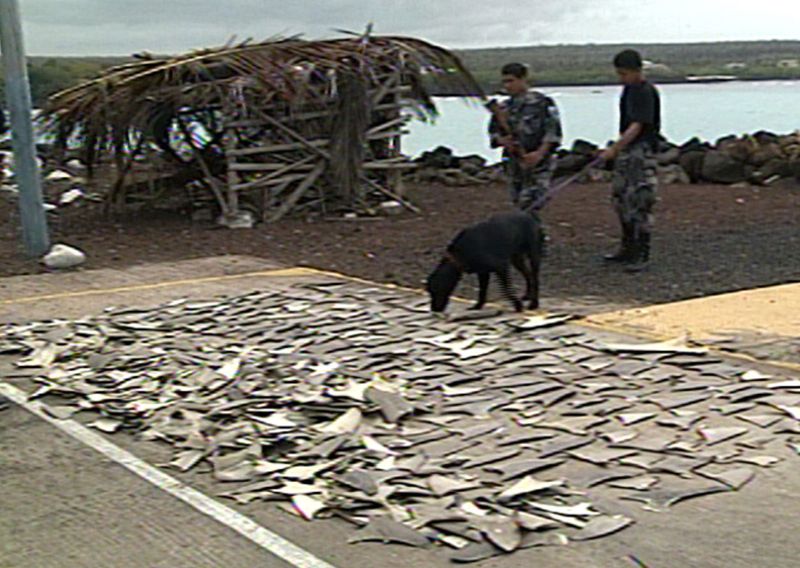 &copy; Reuters. Centenas de barbatanas de tubarão apreeendidas em Galápagos, no Equador
10/09/2003
REUTERS/Parque Nacional Galápagos