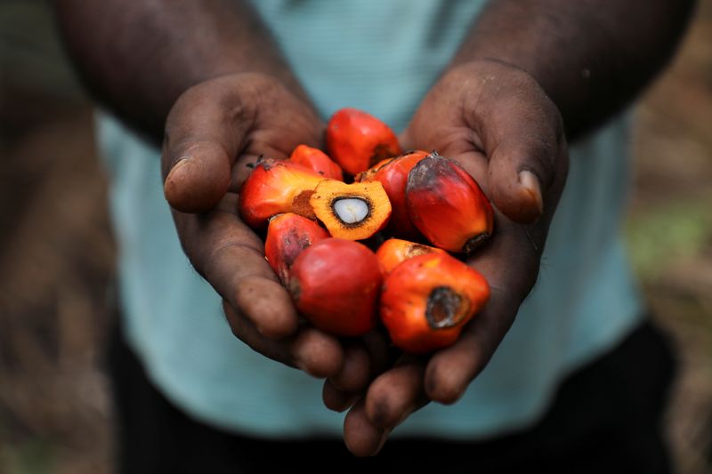 &copy; Reuters. A worker holds palm oil fruits while posing for a picture at an oil palm plantation in Slim River, Malaysia August 12, 2021. Picture taken August 12, 2021. REUTERS/Lim Huey Teng/Files