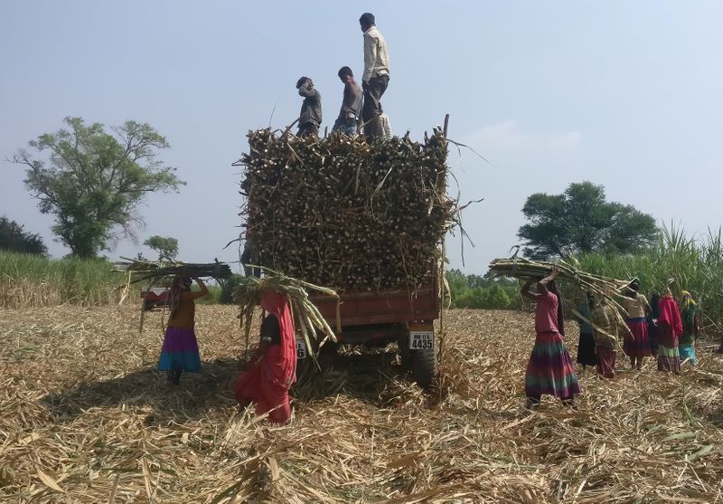 © Reuters. Trabalhadores carregando cana-de-açúcar em Maharashtra, India.
10/11/2018 
REUTERS/Rajendra Jadhav