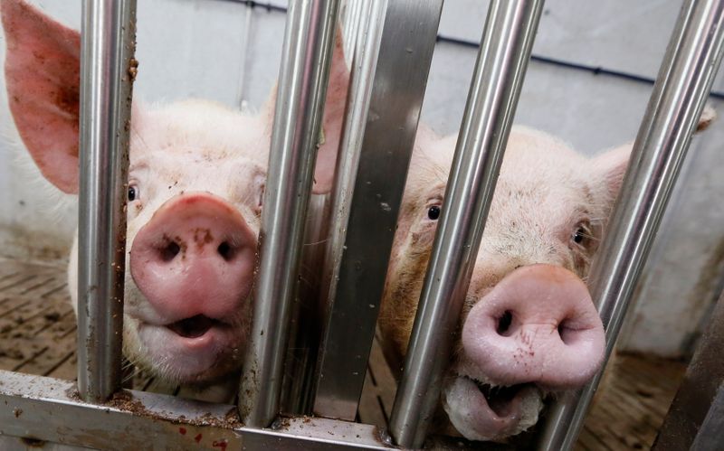 © Reuters. Male pigs used for breeding stick their snouts out of an enclosure at a new modernized pig farm owned by the Sangilen Plus agrarian holding outside Podsopki village near Russia's Siberian city of Krasnoyarsk, August 12, 2014. The farm, which is still under construction, is aimed at the breeding of 14 thousand pigs a year, according to the official representative of the company. Last week Russia banned imports of fruit, vegetables, meat, poultry, fish, shellfish, scallops, milk and dairy from the United States, the European Union, Australia, Canada and Norway in retaliation for Western sanctions over the crisis in Ukraine. Picture taken August 12, 2014. REUTERS/Ilya Naymushin (RUSSIA - Tags: ANIMALS BUSINESS FOOD POLITICS AGRICULTURE)