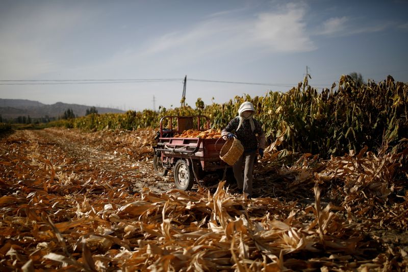 © Reuters. Produtor colhe milho em campo na província de Gansu, na China.
28/09/2020
REUTERS/Carlos Garcia Rawlins     