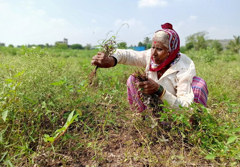 © Reuters. Agricultor colhe soja danificada no leste de Maharashtra, na Índia.
11/11/2019 
REUTERS/Rajendra Jadhav