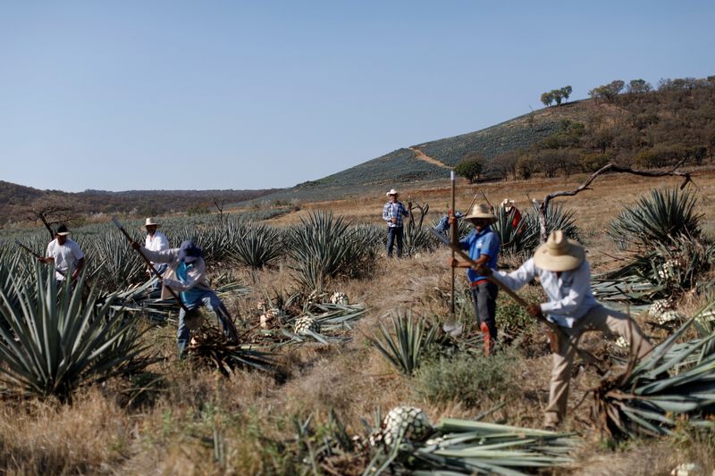 Diageo to invest $500 million in tequila production in Mexico