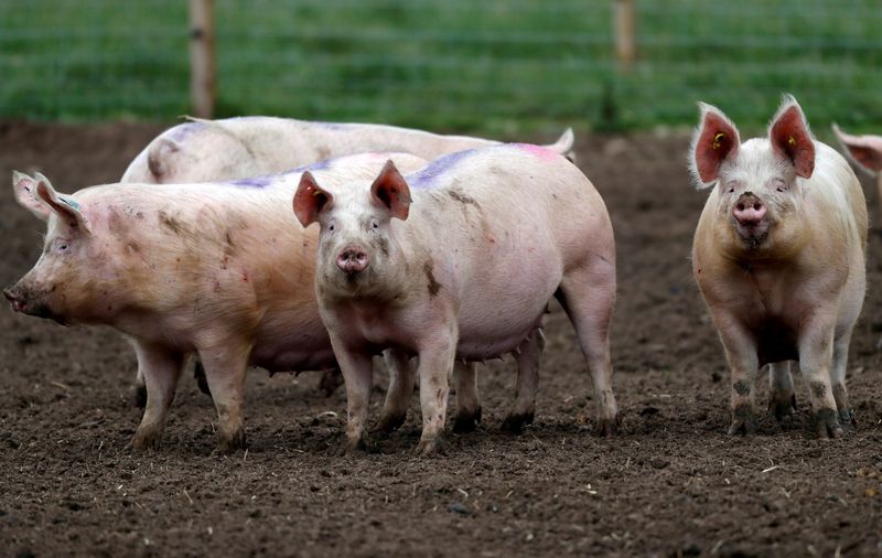 &copy; Reuters. FILE PHOTO: Pigs stand in a field near RAF Lossiemouth, Scotland, April 13, 2018. REUTERS/Russell Cheyne/File Photo