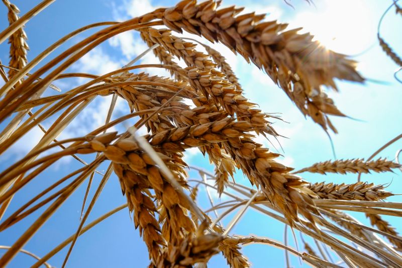 &copy; Reuters. Wheat is seen in a field near the southern Ukranian city of Nikolaev July 8, 2013. Prices for wheat supplies with 12.5 percent protein content were unchanged at $252 per tonne in the Black Sea on a free-on-board (FOB) basis last week, according to IKAR on