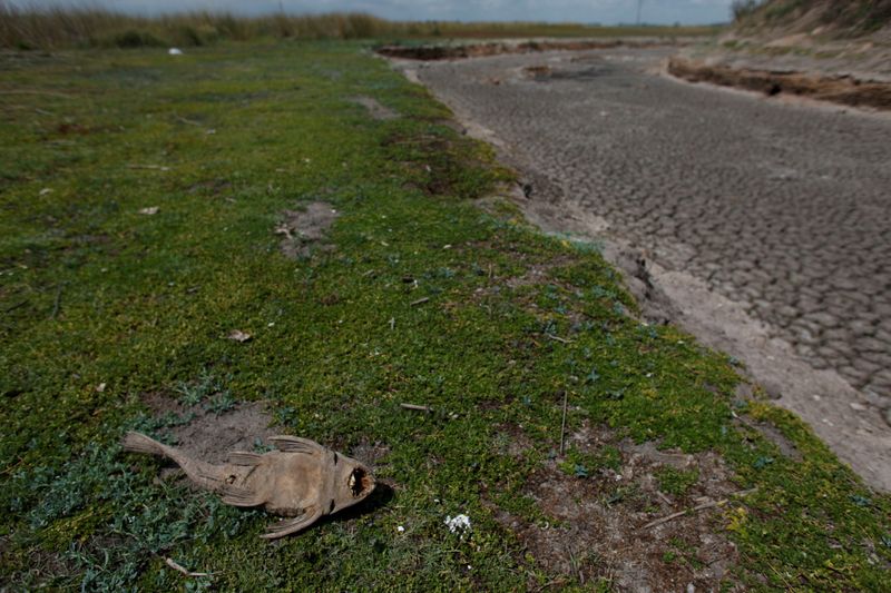 &copy; Reuters. FILE PHOTO: Dead fish is seen at dried-up creek bed in a drought-affected area near Chivilcoy, Argentina February 28, 2018. REUTERS/Martin Acosta