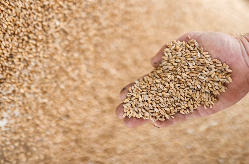 &copy; Reuters. A French farmer displays grains of wheat in Vieillevigne near Nantes, France, August 24, 2021. REUTERS/Stephane Mahe