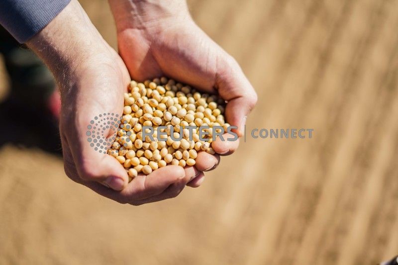 &copy; Reuters. Cultivo de soja em Hesse, Alemanha. 
REUTERS/ Andreas Arnold