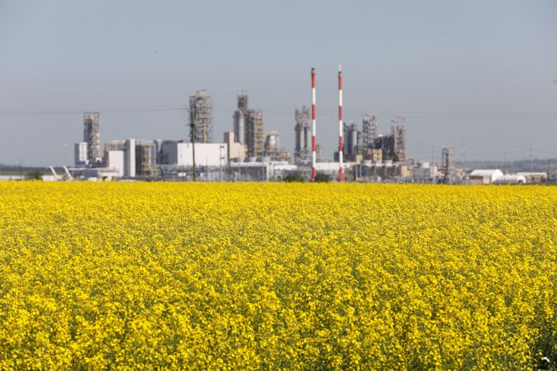 &copy; Reuters. Cultivo de canola em Alberta, Canadá 
23/07/2019
REUTERS/Todd Korol