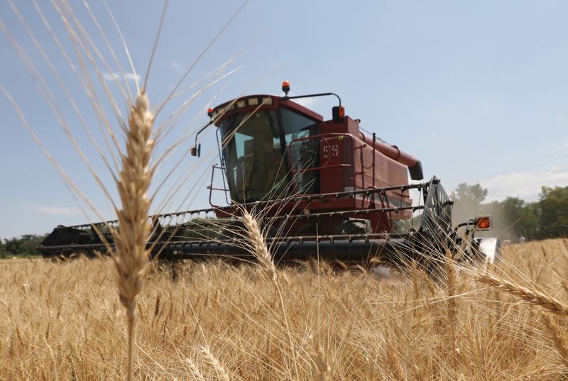 &copy; Reuters. A combine harvests wheat in a field in Almaty Region, Kazakhstan July 14, 2021. REUTERS/Pavel Mikheyev