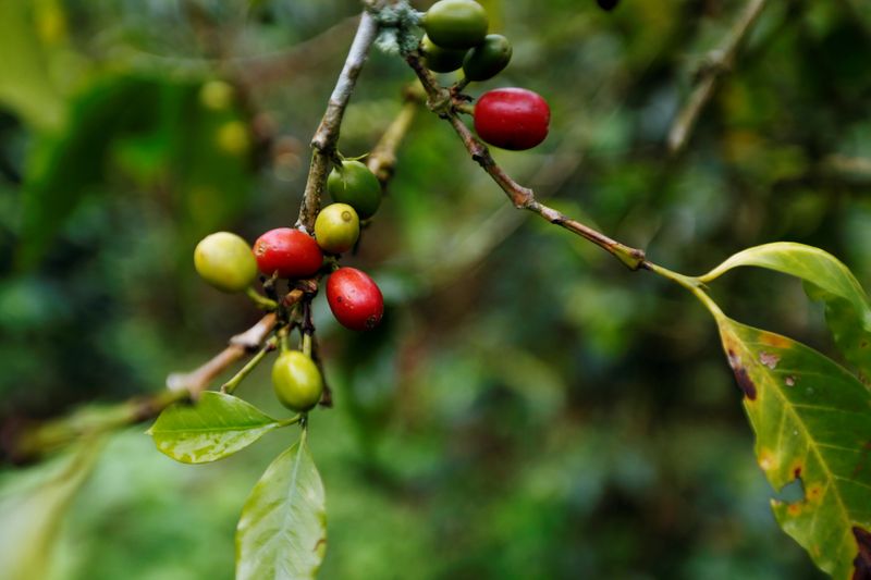 &copy; Reuters. Fruto de café em plantação em Pueblorrico, na Colômbia 
11/03/2019 
REUTERS/Luisa Gonzalez