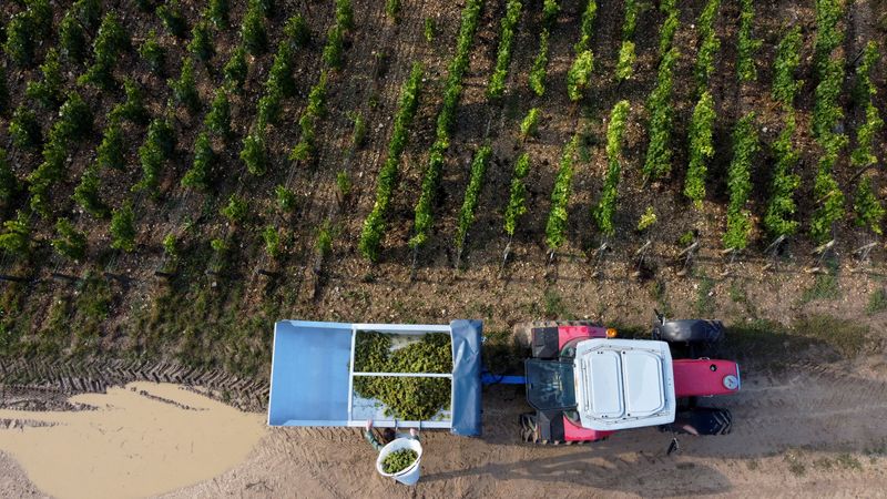 &copy; Reuters. FILE PHOTO: A worker harvests grapes at the Domaine Pinson vineyard in Chablis, France, September 21, 2021. Picture taken with a drone September 21, 2021. REUTERS/Pascal Rossignol