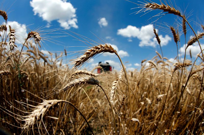 مصر تشتري 240 ألف طن من القمح الروسي والأوكراني في مناقصة عالمية
