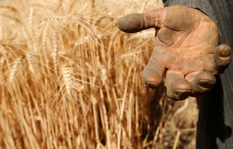 © Reuters. FILE PHOTO: A farmer shows his hand as he harvests wheat on Qalyub farm in the El-Kalubia governorate, northeast of Cairo, Egypt May 1, 2016. REUTERS/Amr Abdallah Dalsh/File Photo