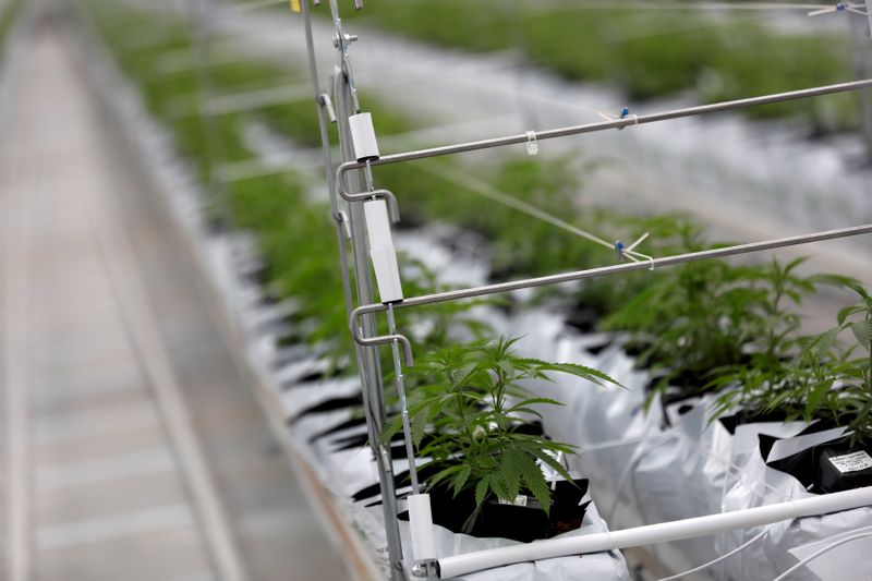 &copy; Reuters. FILE PHOTO: Cannabis plants grow inside the Tilray factory hothouse in Cantanhede, Portugal April 24, 2019.  REUTERS/Rafael Marchante 