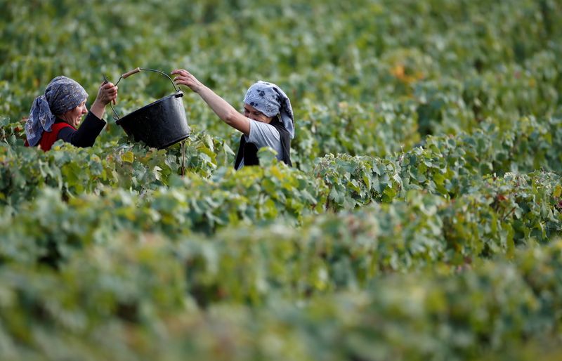 © Reuters. FILE PHOTO: Workers collect grapes in a Taittinger vineyard during the traditional Champagne wine harvest in Pierry, near Epernay, France, September 10, 2019.   REUTERS/Christian Hartmann