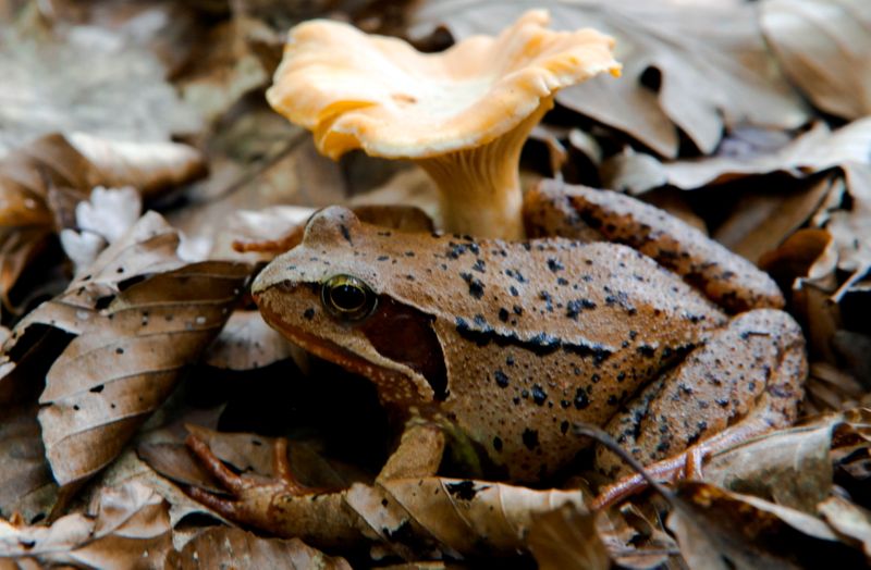 &copy; Reuters. Imagen de archivo de una rana de bosque descansando junto a un hongo chantarela en el bosque en la montaña Medvednica, cerca de Zagreb, Croacia. 6 de junio, 2011. REUTERS/Nikola Solic