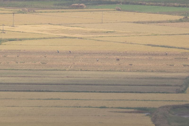 &copy; Reuters. Trabalhadores atuam em campo de arroz na Coreia do Norte
05/10/2021 REUTERS/Kim Hong-Ji