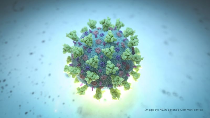 © Reuters. FILE PHOTO: A computer image created by Nexu Science Communication together with Trinity College in Dublin, shows a model structurally representative of a betacoronavirus which is the type of virus linked to COVID-19, better known as the coronavirus linked to the Wuhan outbreak, shared with Reuters on February 18, 2020. NEXU Science Communication/via REUTERS 