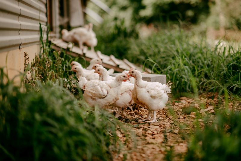 &copy; Reuters. Organic chickens are seen at Valley View Farm in Linville, Virginia, in July 2019.   Farmer Focus/Handout via REUTERS