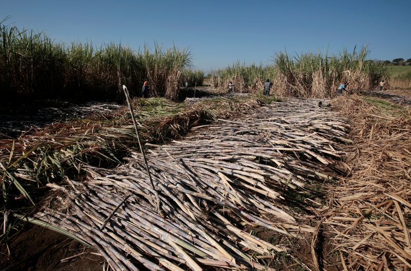 &copy; Reuters. Workers harvest sugar cane at a plantation in Grecia, Costa Rica January 25, 2019. REUTERS/Juan Carlos Ulate