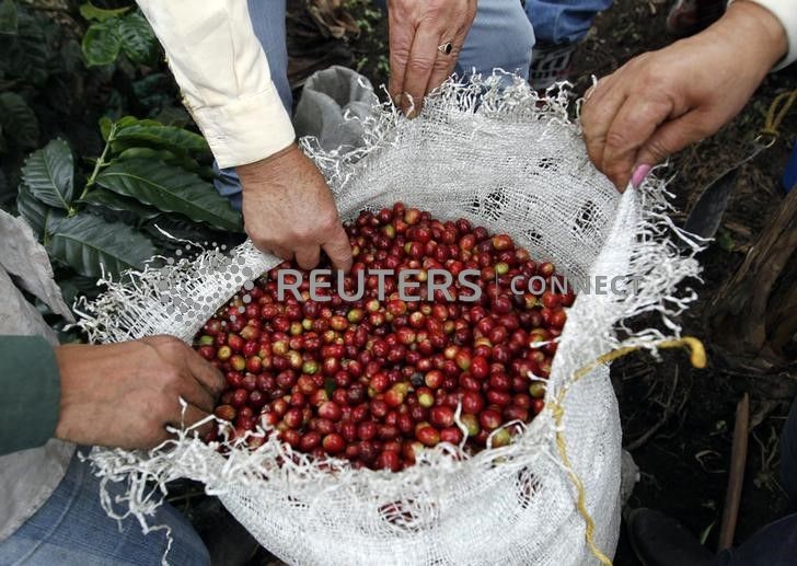 &copy; Reuters. Agricultores inspecionam grãos de café arábica em Viota, Colômbia
02/03/2012
REUTERS/Jose Miguel Gomez