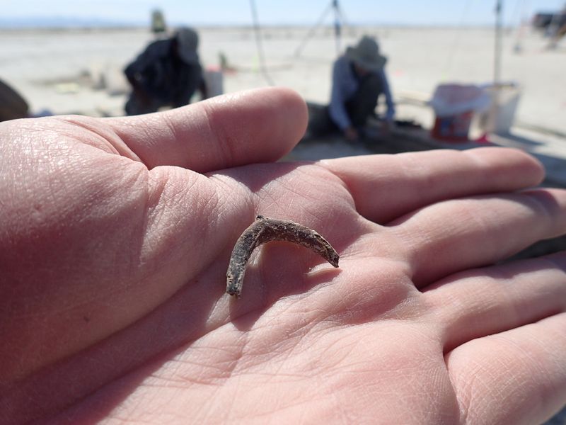 &copy; Reuters. A duck wishbone is seen in the palm of archaeologist Daron Duke's hand at the location of an ancient hearth dating to 12,300 years ago at the Wishbone site in Great Salt Lake Desert in northern Utah, U.S., in this undated handout photo released to Reuters