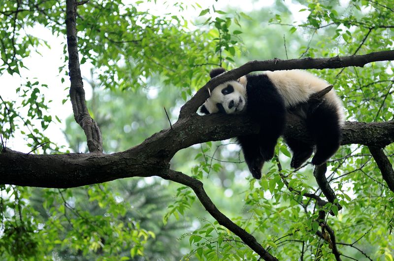 &copy; Reuters. FILE PHOTO: FILE PHOTO: A giant panda rests on a tree "panda kindergarten", a refuge for baby pandas, inside Bifengxia giant panda base in Ya'an, Sichuan province April 26, 2013. REUTERS/Stringer