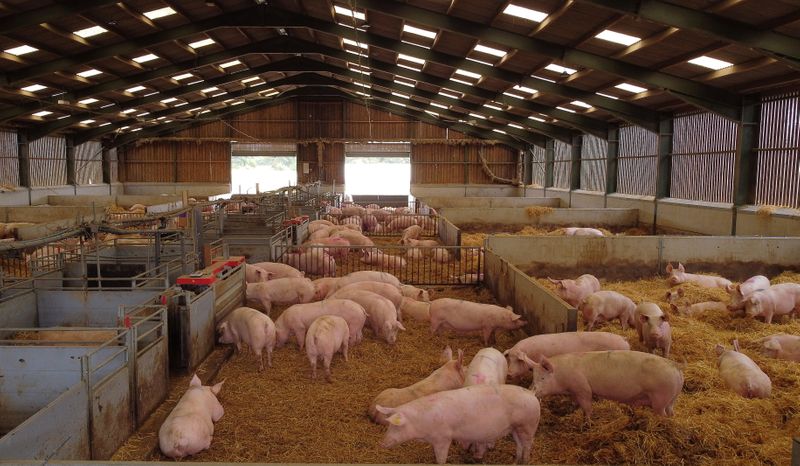 &copy; Reuters. A group of breeding sows are pictured inside a barn on a family pig farm near Driffield, Britain, October 12, 2021. Picture taken with a drone. REUTERS/Phil Noble