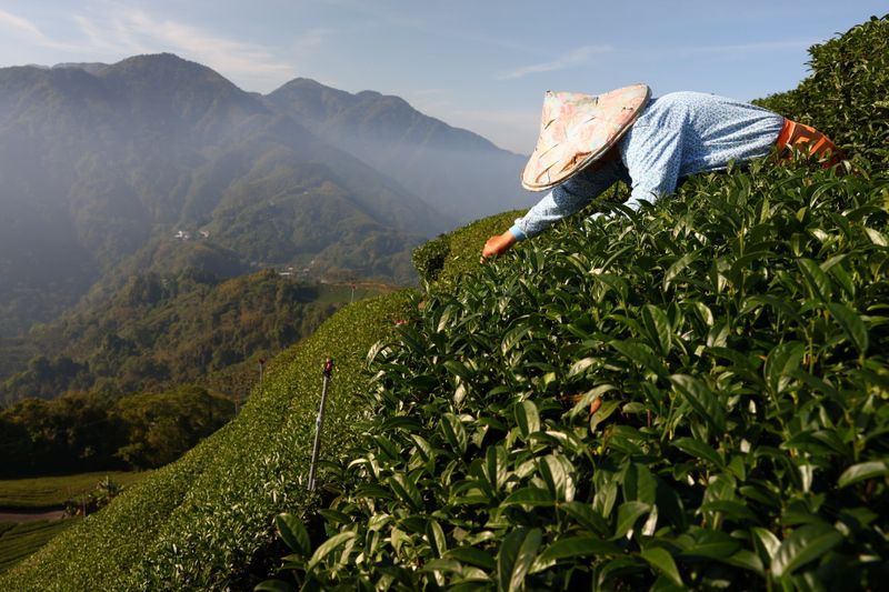 &copy; Reuters. Tea harvesting staff collect tea leaves on a plantation in Jiayi, Taiwan, May 7, 2021. Staff are paid based on the weight of the tea they collect, however, the drought has caused a decrease in growth which affects the amount of money they can earn per har