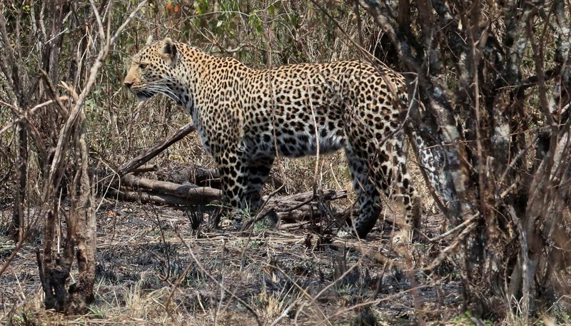© Reuters. Foto de archivo ilustrativa de un leopardo en una reserva en Kenia. 
Ago 8, 2021. REUTERS/Thomas Mukoya