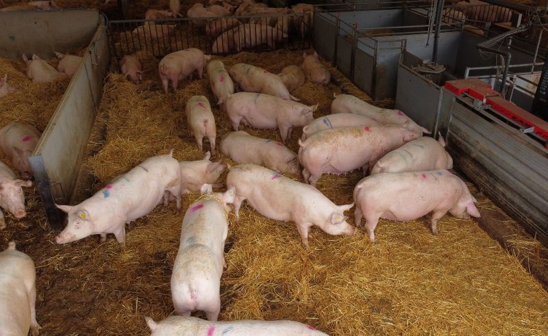 &copy; Reuters. FILE PHOTO: A group of breeding sows are pictured inside a barn on a family pig farm near Driffield, Britain, October 12, 2021. Picture taken with a drone. REUTERS/Phil Noble