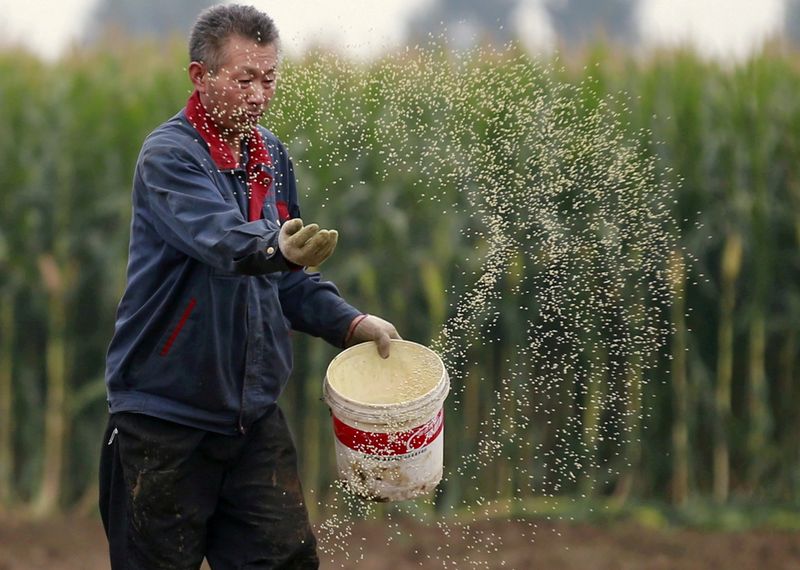 &copy; Reuters. FILE PHOTO: A farmer plants seeds in a corn field at a farm in Gaocheng, Hebei province, China, September 30, 2015. REUTERS/Kim Kyung-Hoon/File Photo