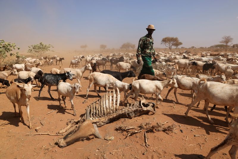 &copy; Reuters. أحد الرعاة يسير بأغنامه قرب جيفة لبقرة نفقت من الجفاف في مقاطعة مارسابيت في كينيا في التاسع من أكتوبر تشرين الأول 2021. تصوير باز راتنر - رويتر