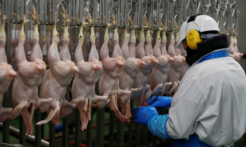 El Brexit y el COVID provocan la tormenta perfecta en las granjas de pollos británicas