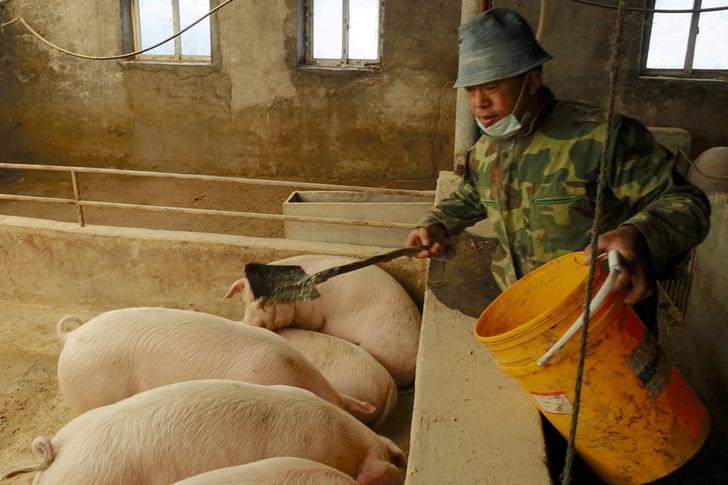 © Reuters. Han Yi alimenta os porcos em sua fazenda em Changtu, na China
17/01/2019 REUTERS/Ryan Woo