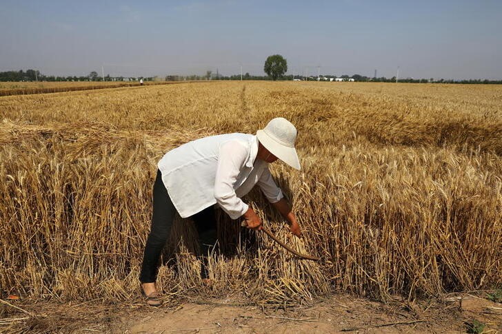 &copy; Reuters. Pessoa colhendo safra de trigo na província de Hebei, China
11/06/2021 REUTERS/Tingshu Wang